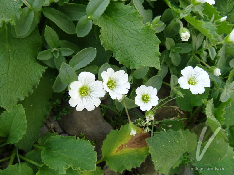 Gewöhnliches Alpen-Hornkraut: Übersicht